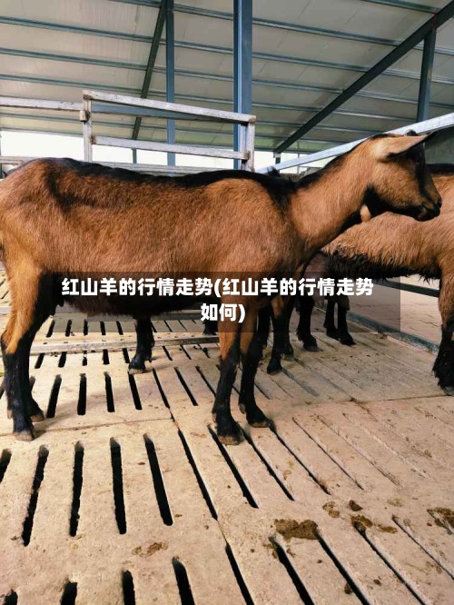 红山羊的行情走势(红山羊的行情走势如何)-第2张图片