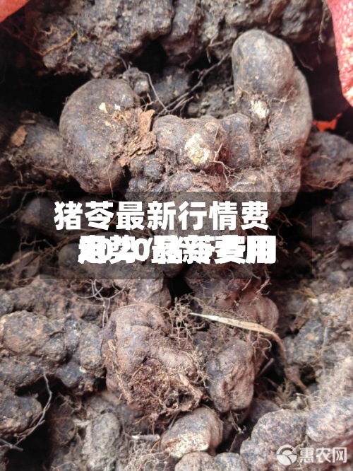 猪苓最新行情费用走势/猪苓费用2020最新费用-第2张图片