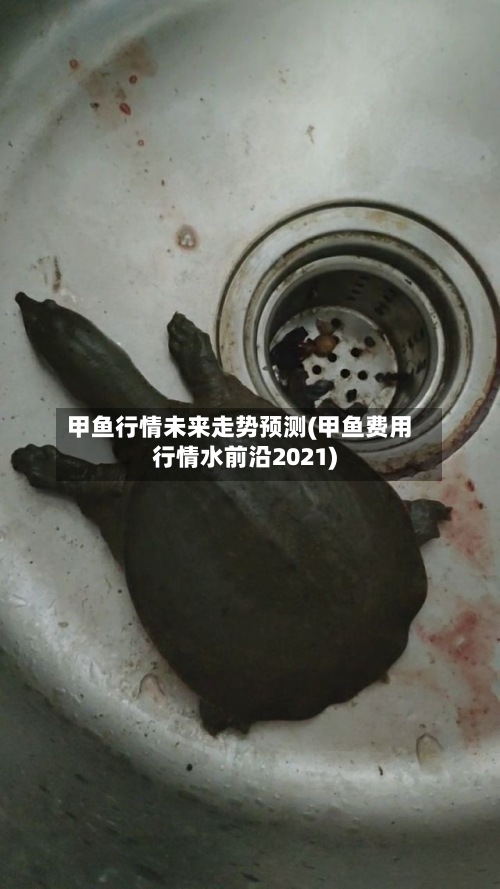 甲鱼行情未来走势预测(甲鱼费用
行情水前沿2021)