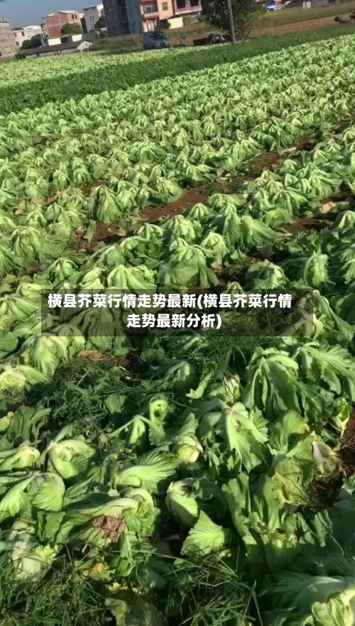 横县芥菜行情走势最新(横县芥菜行情走势最新分析)-第2张图片