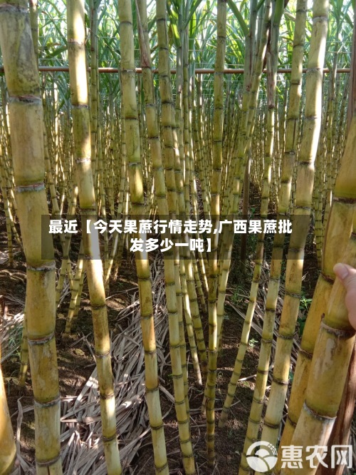 最近【今天果蔗行情走势,广西果蔗批发多少一吨】