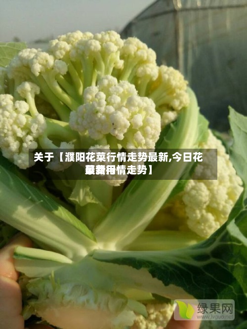 关于【濮阳花菜行情走势最新,今日花菜费用
最新行情走势】-第2张图片