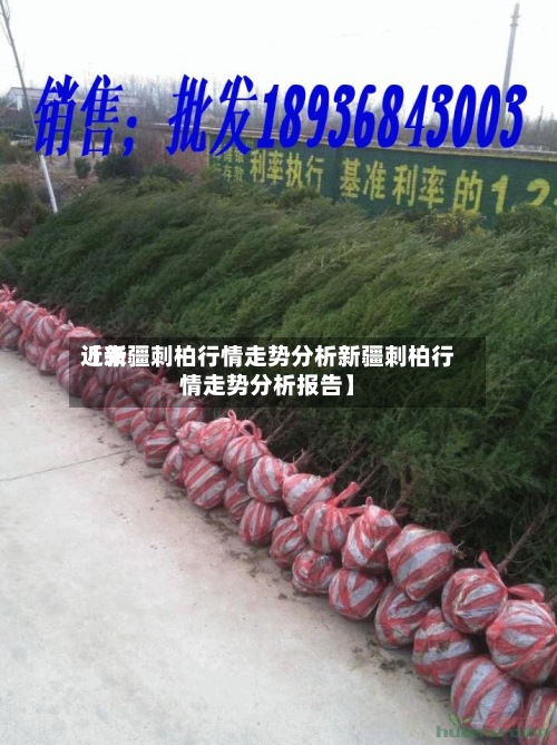 近来
【新疆刺柏行情走势分析新疆刺柏行情走势分析报告】-第2张图片