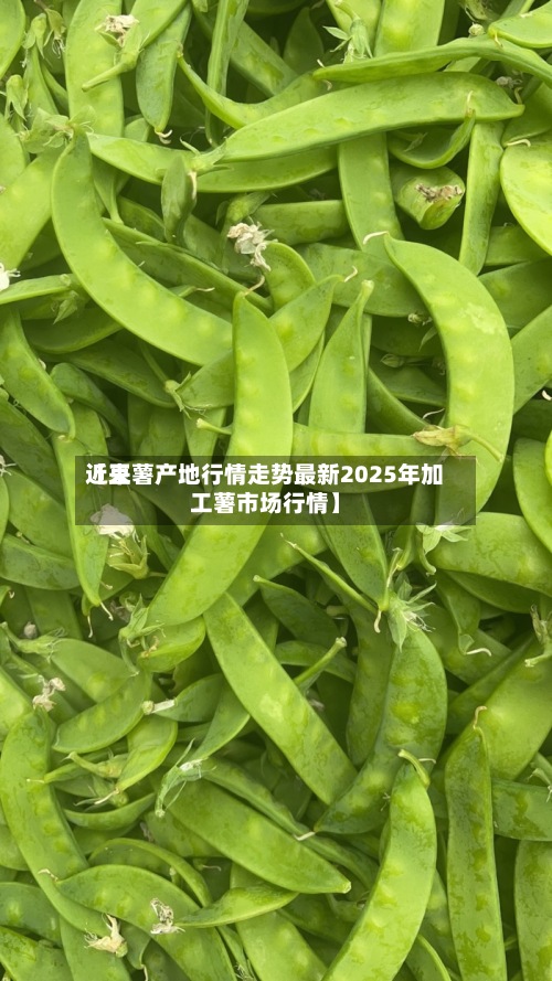 近来【豆薯产地行情走势最新2025年加工薯市场行情】