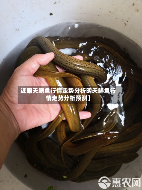 近来
【明天鳝鱼行情走势分析明天鳝鱼行情走势分析预测】-第2张图片