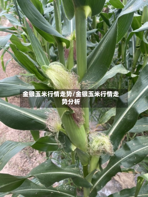 金银玉米行情走势/金银玉米行情走势分析