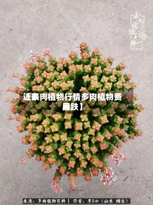 近来
【多肉植物行情多肉植物费用
暴跌】
