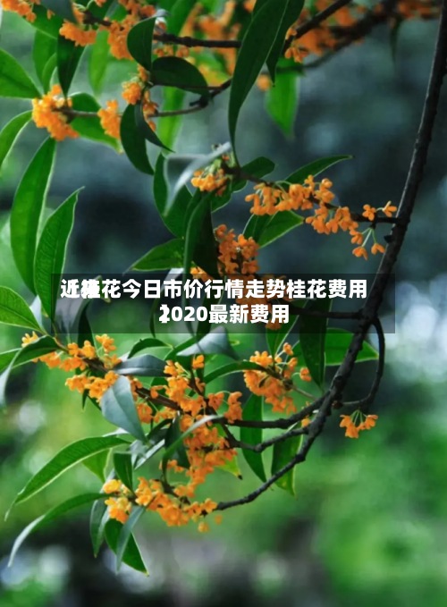 近来
【桂花今日市价行情走势桂花费用
2020最新费用
】-第3张图片