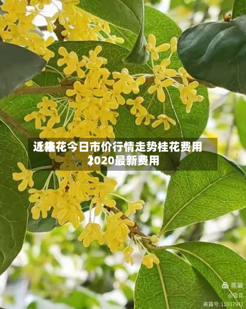 近来
【桂花今日市价行情走势桂花费用
2020最新费用
】
