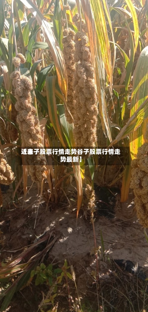 近来
【谷子股票行情走势谷子股票行情走势最新】-第3张图片