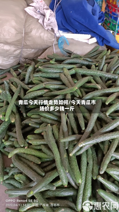 青瓜今天行情走势如何/今天青瓜市场价多少钱一斤-第2张图片