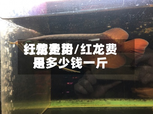 红龙费用行情走势/红龙费用是多少钱一斤