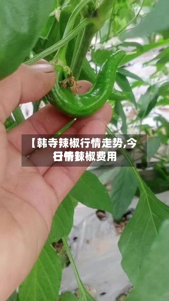 【韩寺辣椒行情走势,今日干辣椒费用行情】