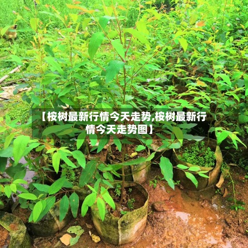 【桉树最新行情今天走势,桉树最新行情今天走势图】-第2张图片