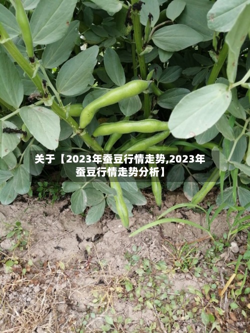 关于【2023年蚕豆行情走势,2023年蚕豆行情走势分析】