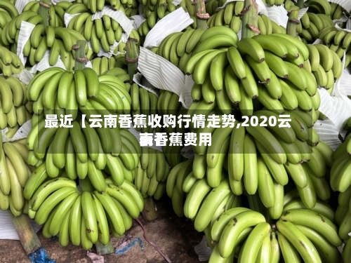 最近【云南香蕉收购行情走势,2020云南香蕉费用表】-第2张图片
