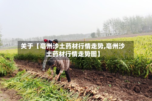 关于【亳州沙土药材行情走势,亳州沙土药材行情走势图】