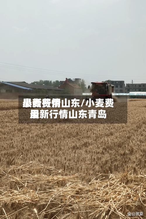 小麦费用最新行情山东/小麦费用最新行情山东青岛-第3张图片