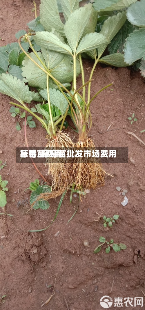草莓苗费用行情/草莓苗批发市场费用-第2张图片