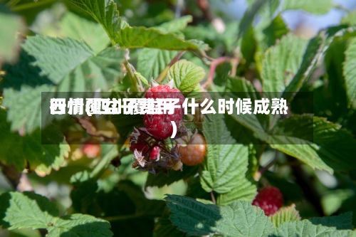 四川覆盆子费用行情(四川覆盆子什么时候成熟)-第3张图片
