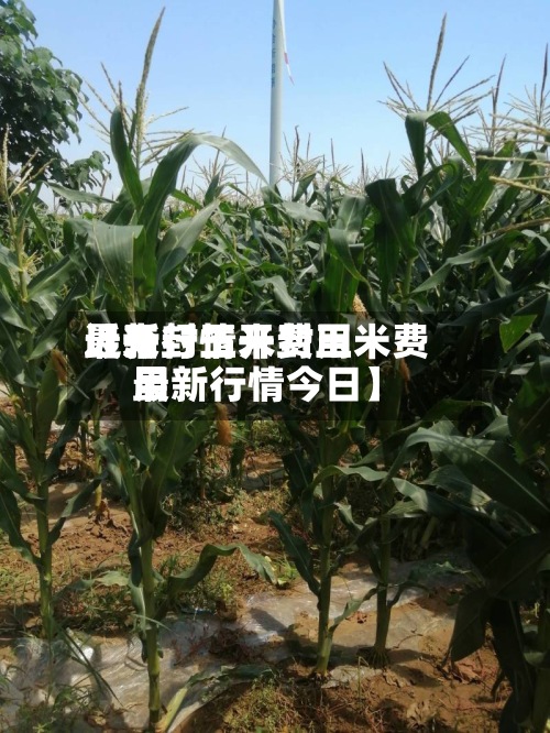 近来【开封玉米费用最新行情开封玉米费用最新行情今日】-第2张图片