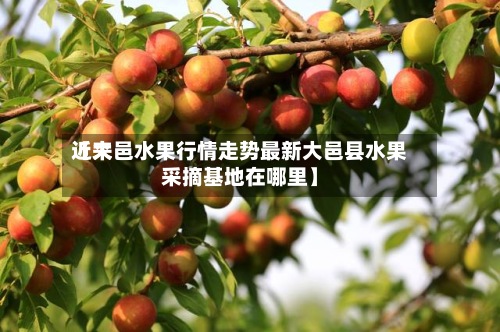 近来【大邑水果行情走势最新大邑县水果采摘基地在哪里】-第2张图片