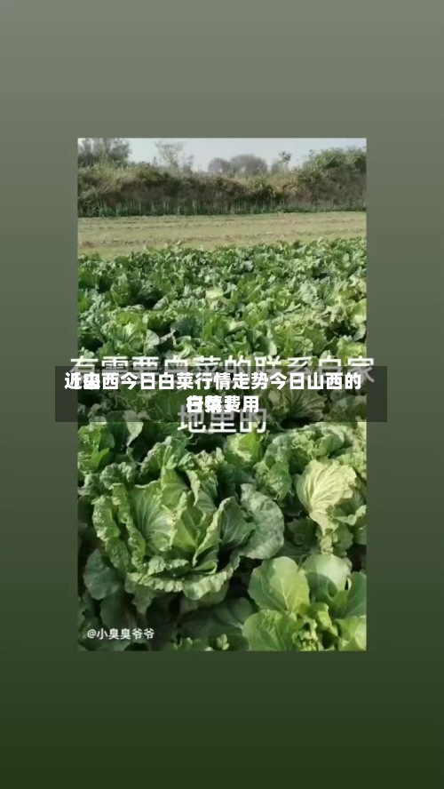 近来【山西今日白菜行情走势今日山西的白菜费用行情】-第2张图片
