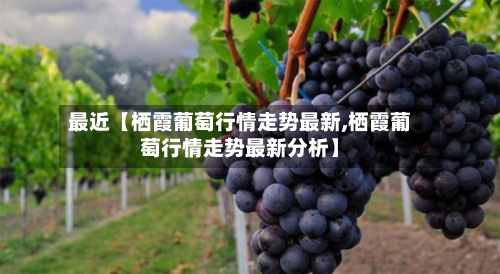 最近【栖霞葡萄行情走势最新,栖霞葡萄行情走势最新分析】-第2张图片