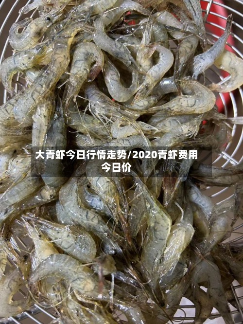 大青虾今日行情走势/2020青虾费用今日价
