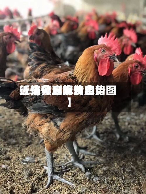 近来【江苏麻鸡费用行情预测麻鸡费用行情今日报价走势图】