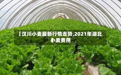 【汉川小麦最新行情走势,2021年湖北小麦费用】