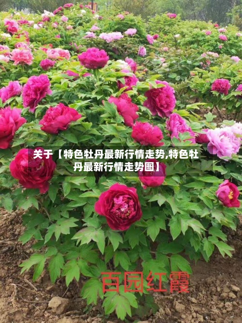 关于【特色牡丹最新行情走势,特色牡丹最新行情走势图】-第2张图片