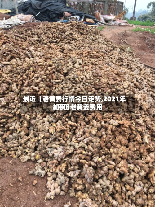 最近【老黄姜行情今日走势,2021年8月份老黄姜费用
如何】-第2张图片