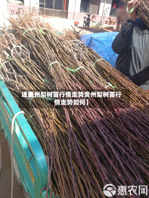 近来【贵州梨树苗行情走势贵州梨树苗行情走势如何】