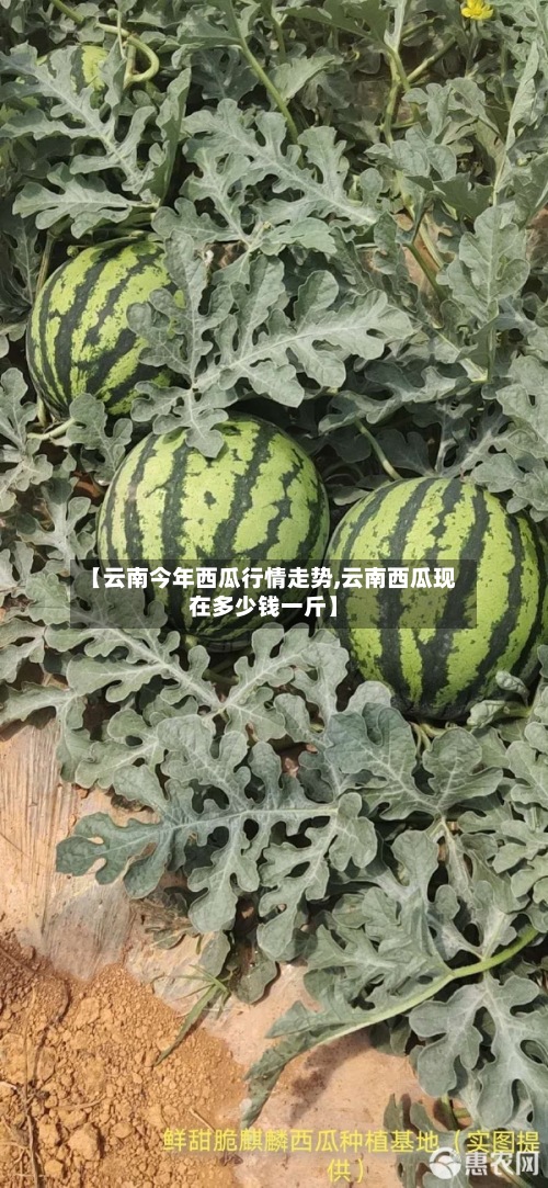 【云南今年西瓜行情走势,云南西瓜现在多少钱一斤】