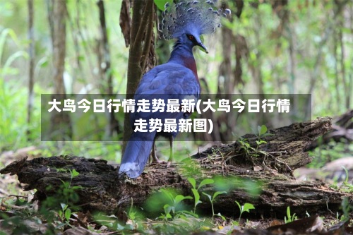 大鸟今日行情走势最新(大鸟今日行情走势最新图)-第2张图片