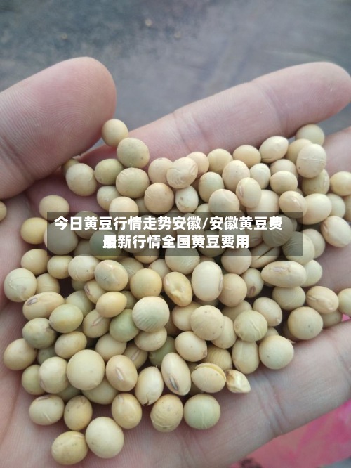 今日黄豆行情走势安徽/安徽黄豆费用最新行情全国黄豆费用