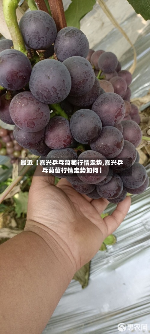 最近【嘉兴乒乓葡萄行情走势,嘉兴乒乓葡萄行情走势如何】