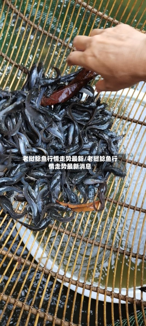 老挝鲶鱼行情走势最新/老挝鲶鱼行情走势最新消息