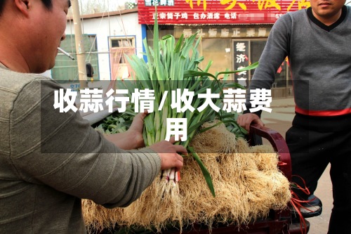 收蒜行情/收大蒜费用
-第2张图片
