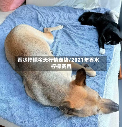 香水柠檬今天行情走势/2021年香水柠檬费用-第3张图片