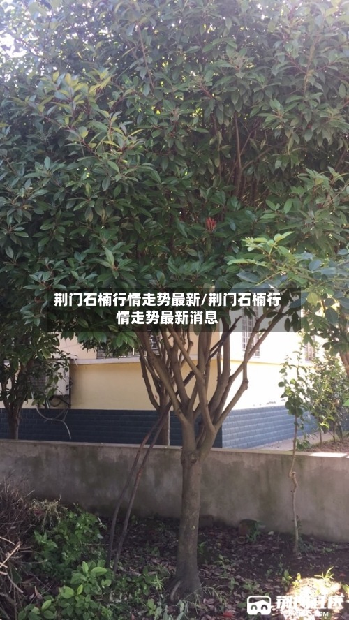 荆门石楠行情走势最新/荆门石楠行情走势最新消息-第1张图片