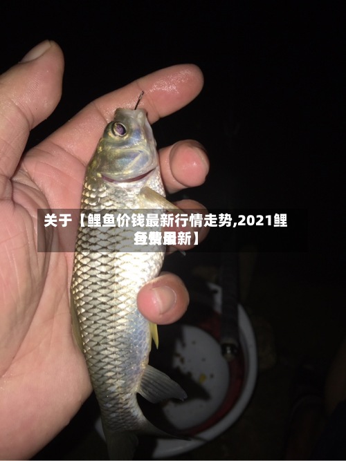 关于【鲤鱼价钱最新行情走势,2021鲤鱼费用
行情最新】-第1张图片