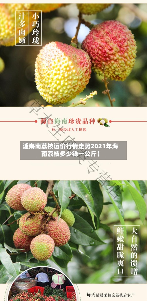 近来【海南荔枝运价行情走势2021年海南荔枝多少钱一公斤】