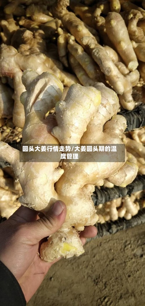 圆头大姜行情走势/大姜圆头期的温度管理