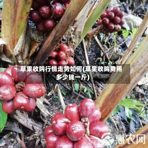 草果收购行情走势如何(草果收购费用多少钱一斤)-第3张图片