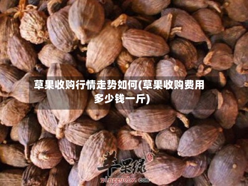 草果收购行情走势如何(草果收购费用多少钱一斤)-第2张图片