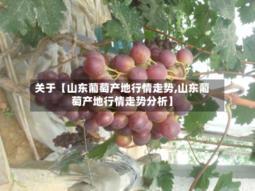 关于【山东葡萄产地行情走势,山东葡萄产地行情走势分析】