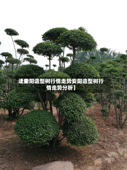 近来【安阳造型树行情走势安阳造型树行情走势分析】-第3张图片