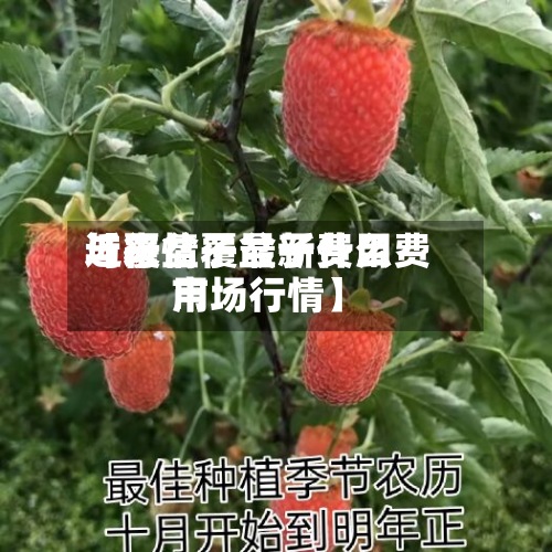 近来
【覆盆子最新费用
与行情覆盆子什么费用
市场行情】